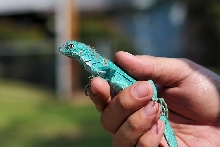 Blue Iguana