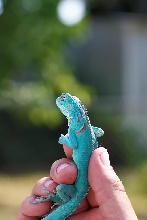 Baby Blue Iguana