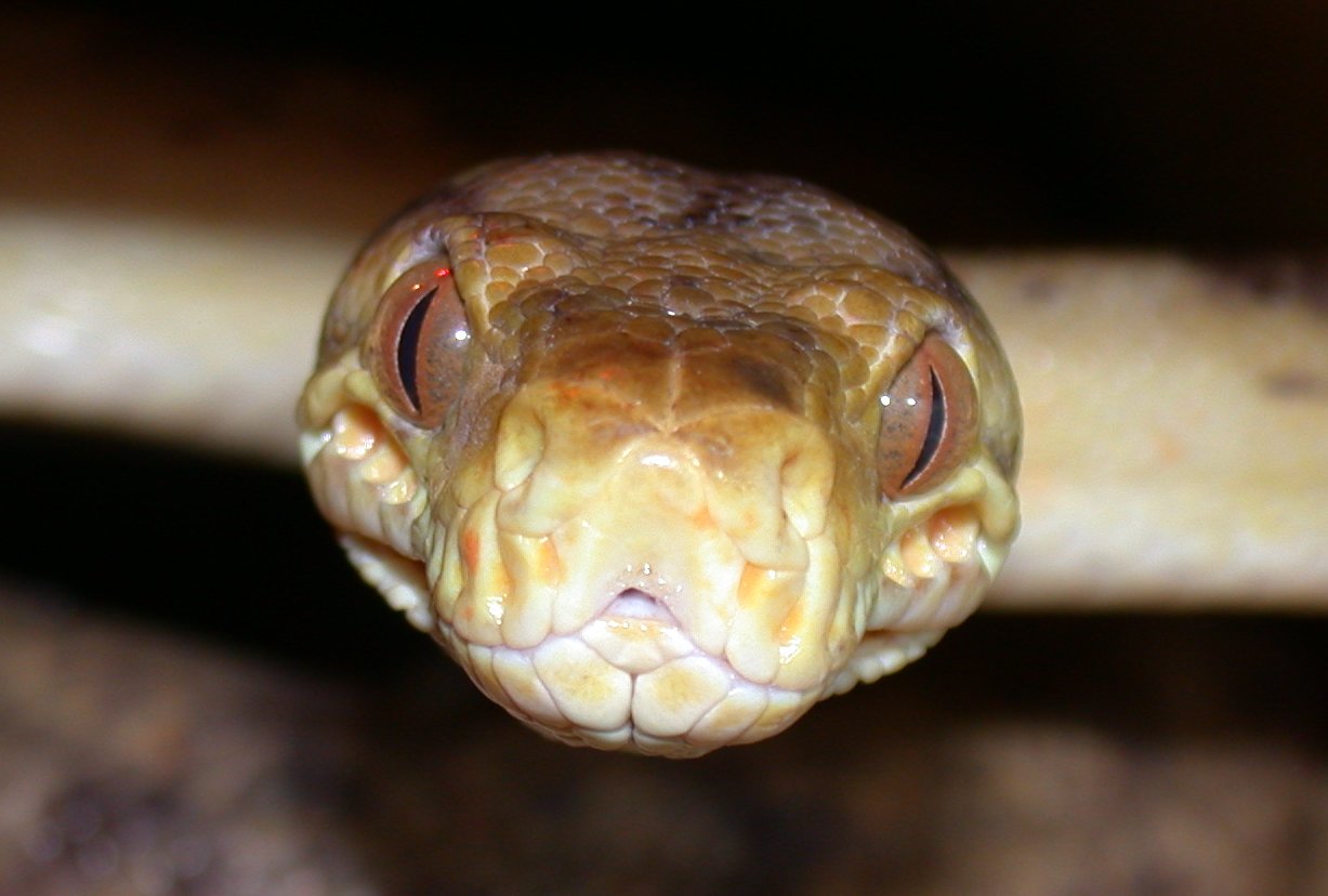 male hort