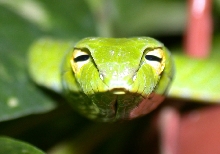 female a.prasina