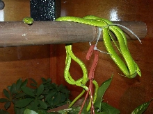 mating