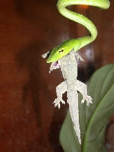 A.prasina having lunch