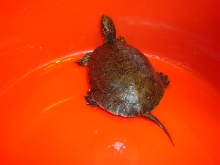 what's its name?