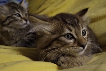 Pixie Bob Kitten
