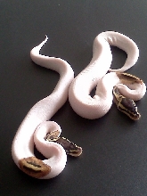 11'High White Pastel Pieds