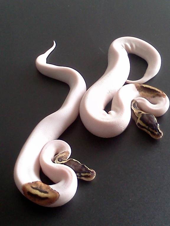 11'High White Pastel Pieds