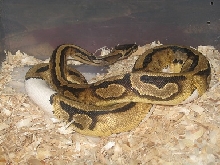 Leopard Pied ???