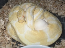 DBL Het Albino /Pied