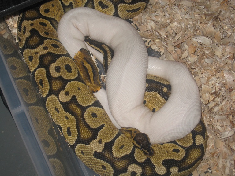 Pastel Pied and Pastel Breeding ..3/30/12