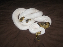 2011 Pastel Pied pr.