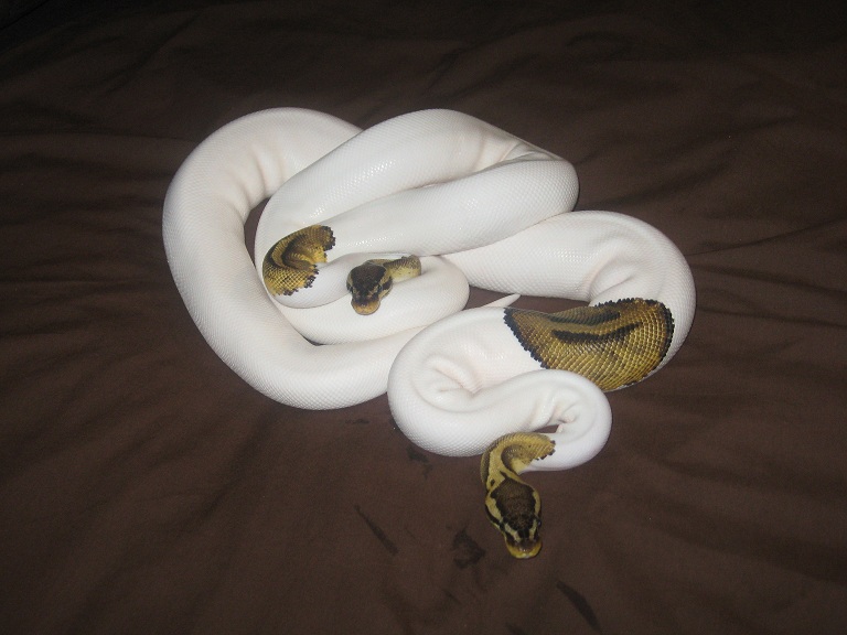 2011 Pastel Pied pr.