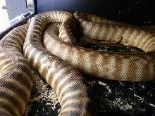Woma Breeding