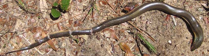 O.ventralis