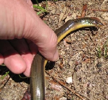 O.ventralis