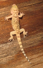 Gecko-12.12.12
