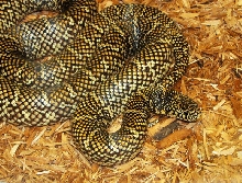 Florida Kingsnake