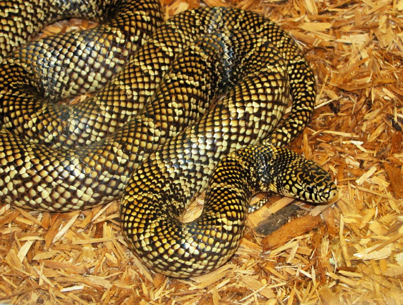 Florida Kingsnake
