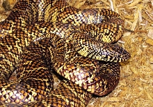 Florida Kingsnake WC