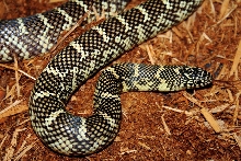 Florida Kingsnake Dade County
