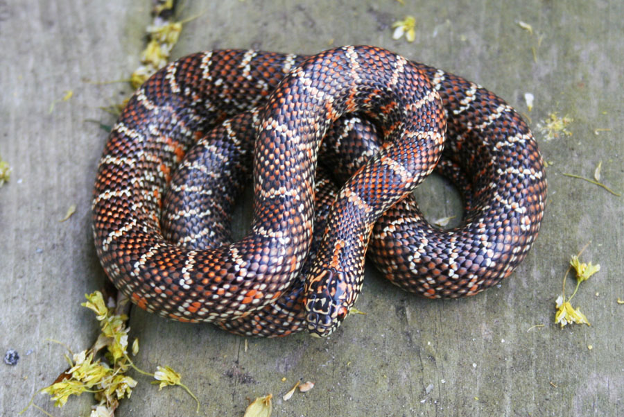 F1 Dade Co. Florida King "brooksi"