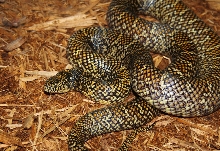 Kingsnake