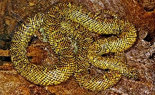 Kingsnake floridana