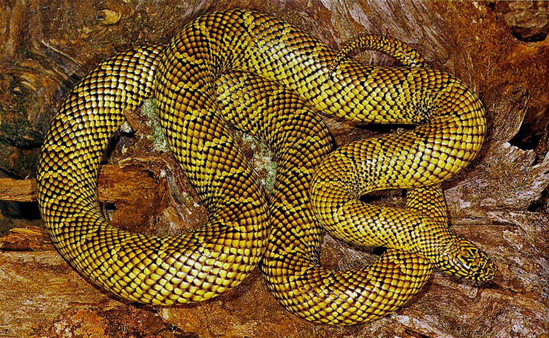 Kingsnake floridana