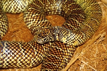 Hillsborough Kingsnake
