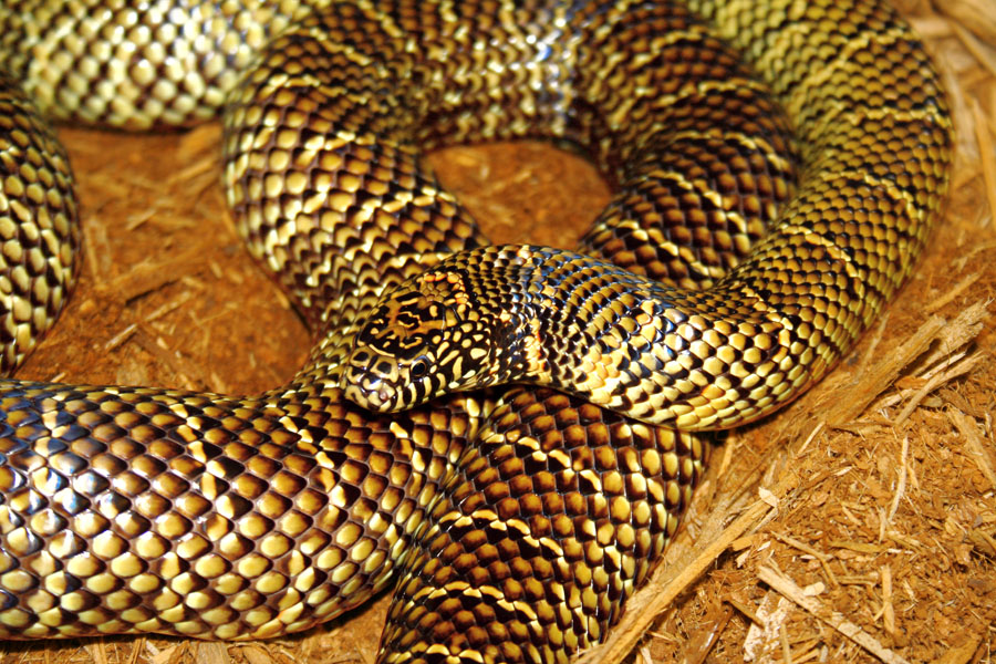 Hillsborough Kingsnake