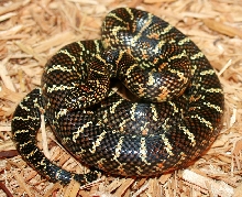 2011 male 2