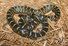 2011 male
