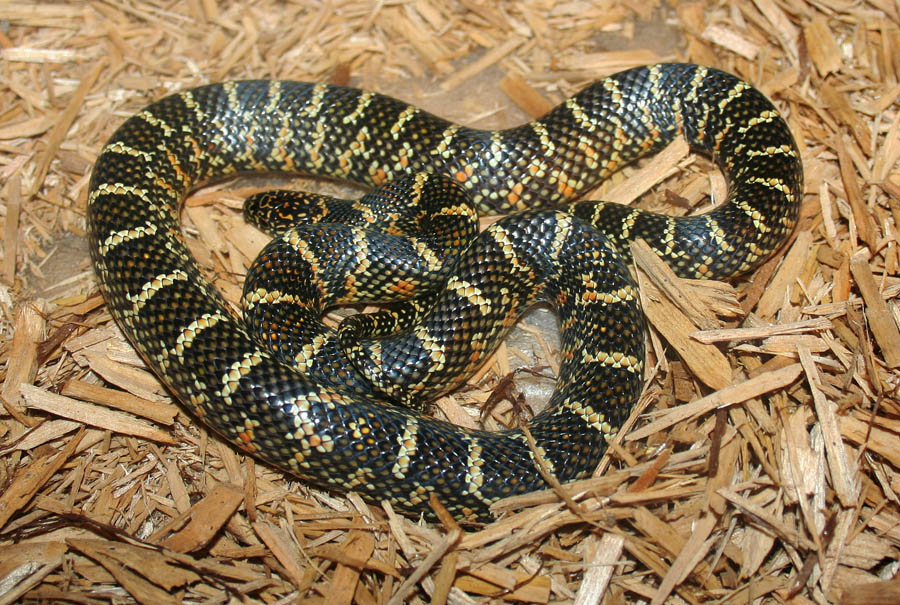 2011 male
