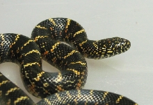 Hatchling Florida King