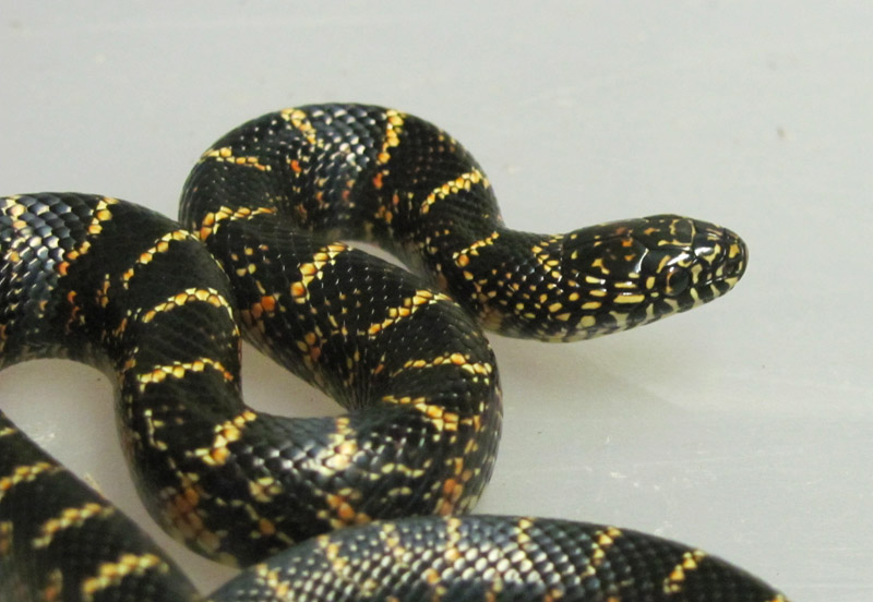 Hatchling Florida King