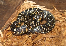2011 Florida King