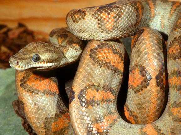Annulated Boa