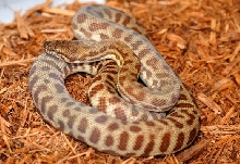 Stimson's Python