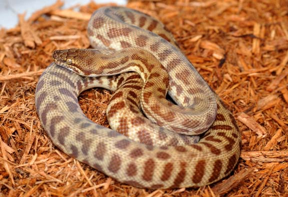 Stimson's Python