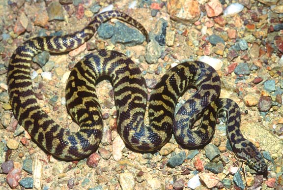 Stimson's Python