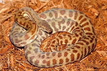 Stimson's Python