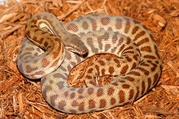 Stimson's Python