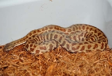 Stimson's Python