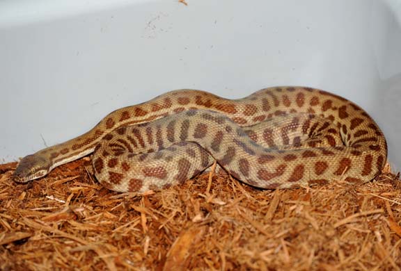 Stimson's Python