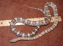 Male anery