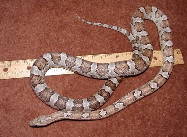 Male anery