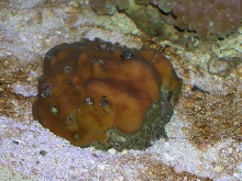 Saltwater - Austin Aquariums