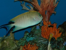 Saltwater Photos
