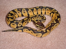 Just shed pastel