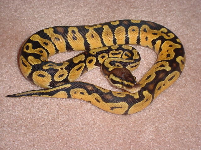 Just shed pastel