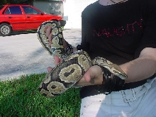 Ghost Male